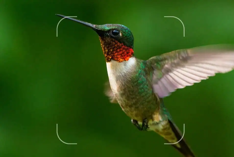 lens hummingbird